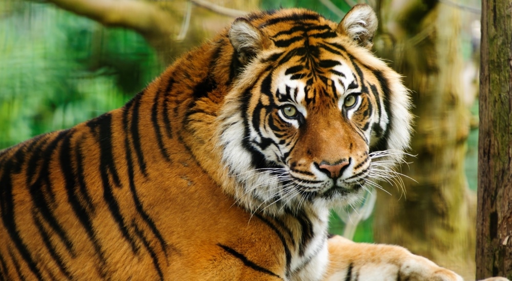 Palm Oil Endangered Animals